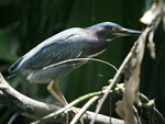 Green Heron    Butorides virescens