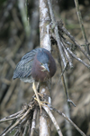 Green Heron    Butorides virescens