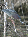      Butorides virescens