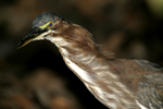 Green Heron    Butorides virescens