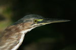 Green Heron    Butorides virescens