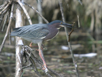 Green Heron    Butorides virescens