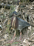 Green Heron    Butorides virescens