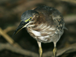 Green Heron    Butorides virescens