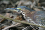 Green Heron    