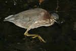 Green Heron    Butorides virescens