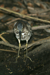 Green Heron    Butorides virescens