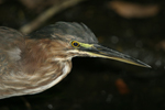 Green Heron    Butorides virescens