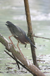 Green Heron    Butorides virescens