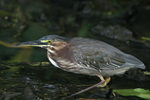 Green Heron    Butorides virescens