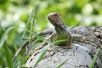 Green Iguana    Iguana iguana