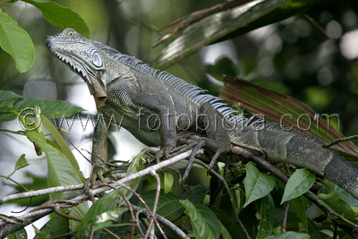 Зелена (обикновена) игуана    Iguana iguana