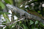 Green Iguana    Iguana iguana