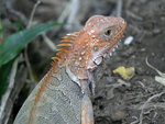 Green Iguana    