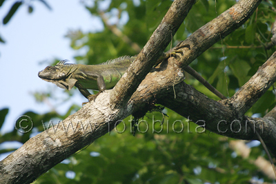 Зелена (обикновена) игуана    Iguana iguana