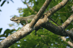 Green Iguana    Iguana iguana