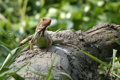  ()     Iguana iguana