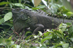Green Iguana    Iguana iguana