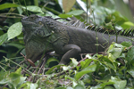 Green Iguana    