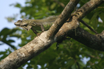 Green Iguana    Iguana iguana