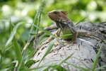 Green Iguana    