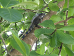 Green Iguana    