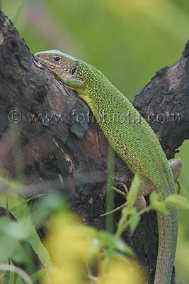     Lacerta viridis