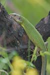 Green Lizard   Lacerta viridis