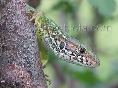     Lacerta viridis