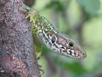 Green Lizard   Lacerta viridis