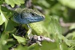 Green Lizard   Lacerta viridis