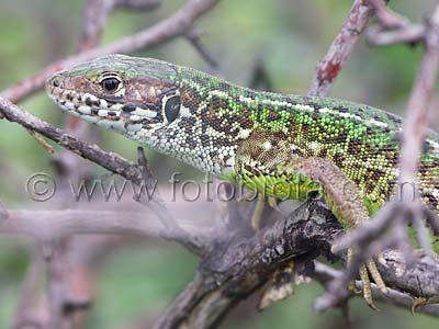     Lacerta viridis