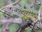 Green Lizard   Lacerta viridis