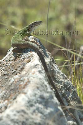     Lacerta viridis