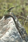 Green Lizard   Lacerta viridis