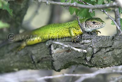 Зелен гущер   Lacerta viridis