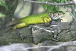 Green Lizard   