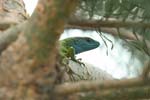 Зелен гущер   Lacerta viridis