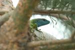 Green Lizard   Lacerta viridis