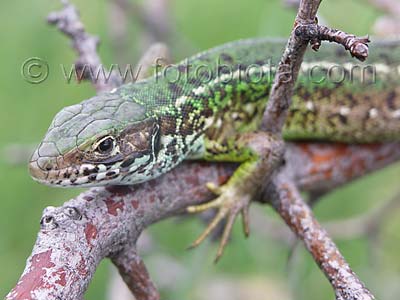     Lacerta viridis