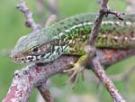 Green Lizard   Lacerta viridis