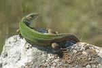 Green Lizard   Lacerta viridis