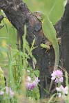 Green Lizard   Lacerta viridis