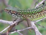 Green Lizard   Lacerta viridis