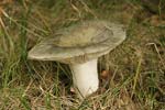     Russula virescens