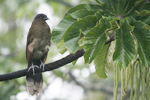 Grey-headed Chachalaca    Ortalis cinereiceps