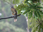 Grey-headed Chachalaca    Ortalis cinereiceps