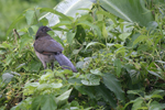 Grey-headed Chachalaca    