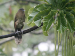 Grey-headed Chachalaca    Ortalis cinereiceps