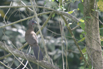 Grey-headed Chachalaca    Ortalis cinereiceps